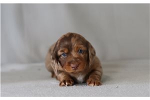 Casey - Dachshund, Mini for sale