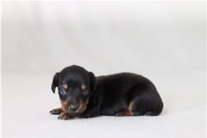 Evander - Tweenie Dachshund for sale