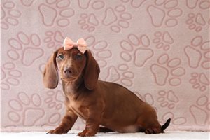 Pixie - Dachshund, Mini for sale
