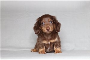 Percy - Mini Dachshund for sale
