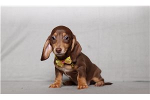 Poppy - Dachshund, Mini for sale