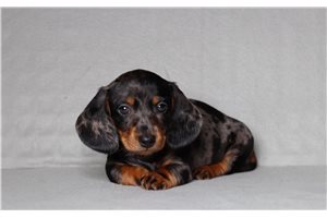 Richard - Dachshund, Mini for sale
