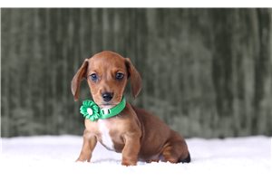 Astro - Dachshund, Mini for sale