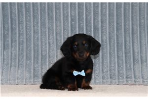 MacGregor - Mini Dachshund for sale