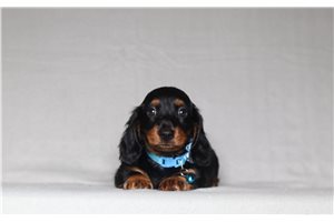 Reggie - Dachshund, Mini for sale