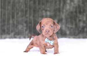 Doodle - Dachshund, Mini for sale