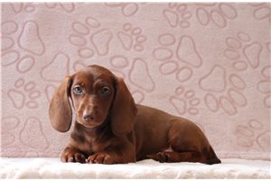 Pixie - Mini Dachshund for sale