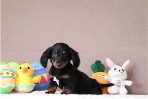 Luke - Dachshund, Mini for sale