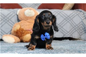 Vulcan - Dachshund, Tweenie for sale