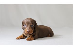 Peaches - Dachshund, Tweenie for sale