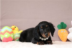 Levi - Dachshund, Mini for sale