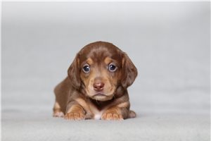 Poppy - Dachshund, Mini for sale