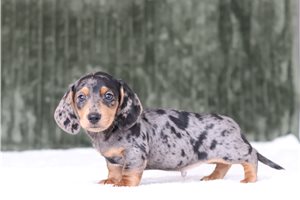 Caspien - Mini Dachshund for sale