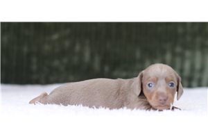 Luther - Mini Dachshund for sale