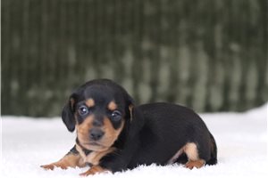 Lupin - Mini Dachshund for sale