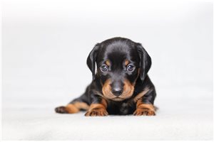 Reef - Dachshund, Mini for sale