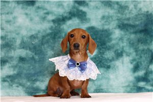 Bastian - Dachshund, Mini for sale