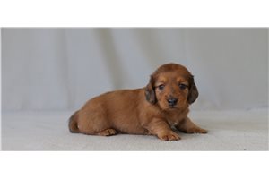 Bernie - Dachshund, Mini for sale