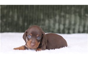 Leonardo - Mini Dachshund for sale
