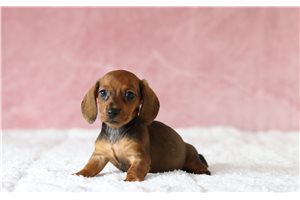 Antoinette - Dachshund, Mini for sale