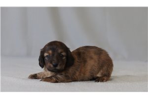 Brittany - Dachshund, Mini for sale