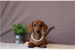 Bastian - Dachshund, Mini for sale