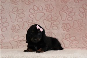 Mabel - Mini Dachshund for sale