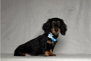 Reggie - Dachshund, Mini for sale