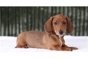 Astro - Mini Dachshund for sale
