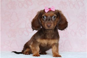 Wanda - Dachshund, Tweenie for sale