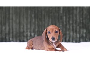 Astro - Mini Dachshund for sale