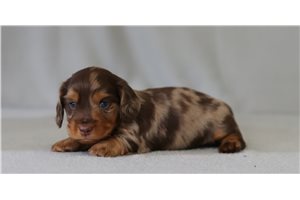 Cash - Dachshund, Mini for sale