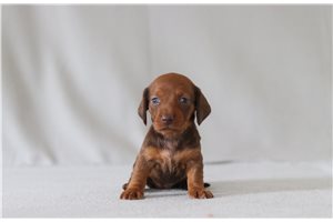 Annie - Dachshund, Mini for sale