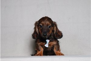 Worf - Dachshund, Tweenie for sale