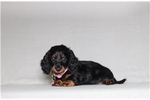 Rona - Dachshund, Mini for sale