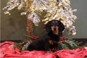 Blush - Dachshund, Mini for sale