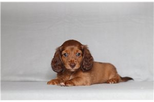 Portia - Dachshund, Mini for sale
