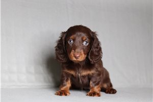 Pixel - Dachshund, Mini for sale