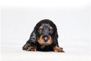 Reid - Dachshund, Mini for sale