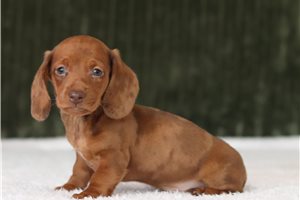 Doodle - Mini Dachshund for sale