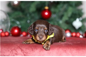 Fletcher - Dachshund for sale