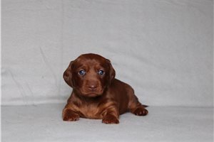 Pixie - Dachshund, Mini for sale