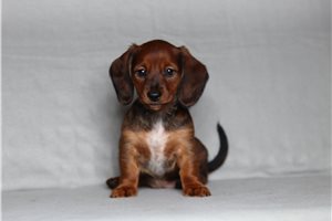 Diamond - Dachshund for sale
