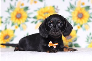 Pauly - Tweenie Dachshund for sale