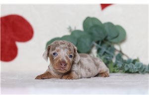 Flynn - Tweenie Dachshund for sale