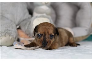 Justin - Dachshund, Tweenie for sale