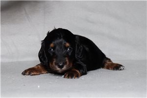 Robyn - Dachshund, Mini for sale