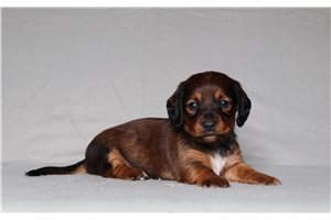 Diamond - Dachshund for sale