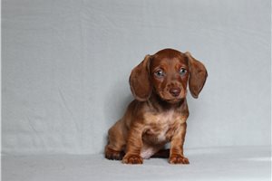 Dusty - Dachshund for sale