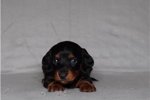 Dino - Dachshund for sale